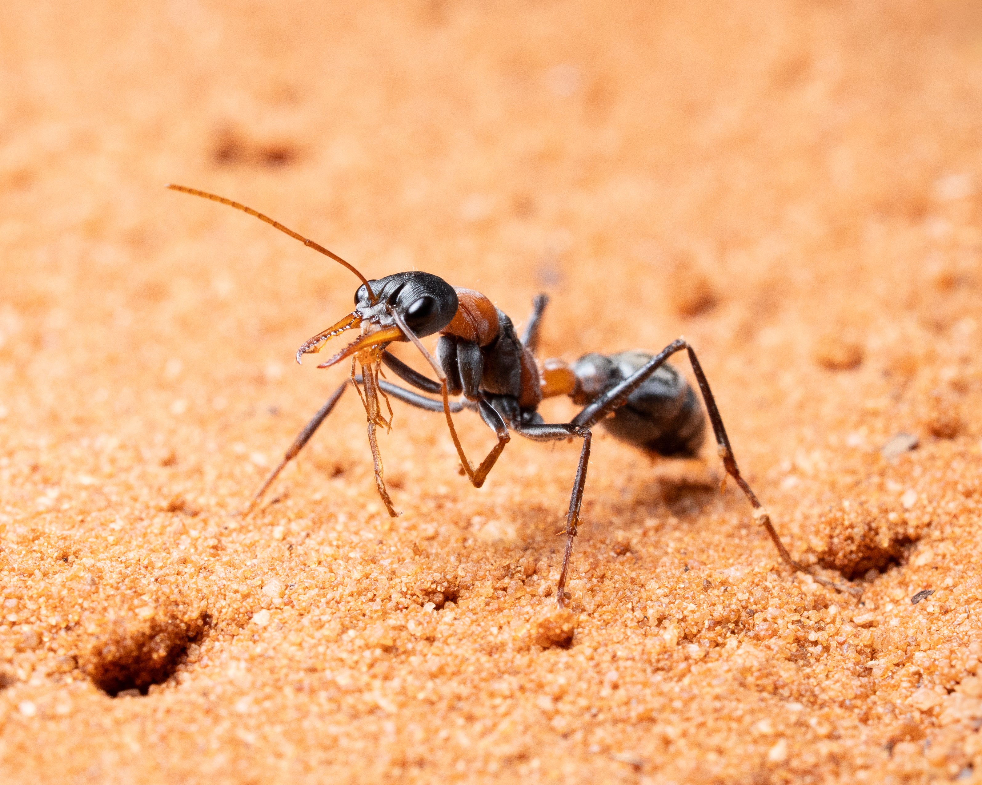 Myrmecia Nigrocincta (1-5 Workers)