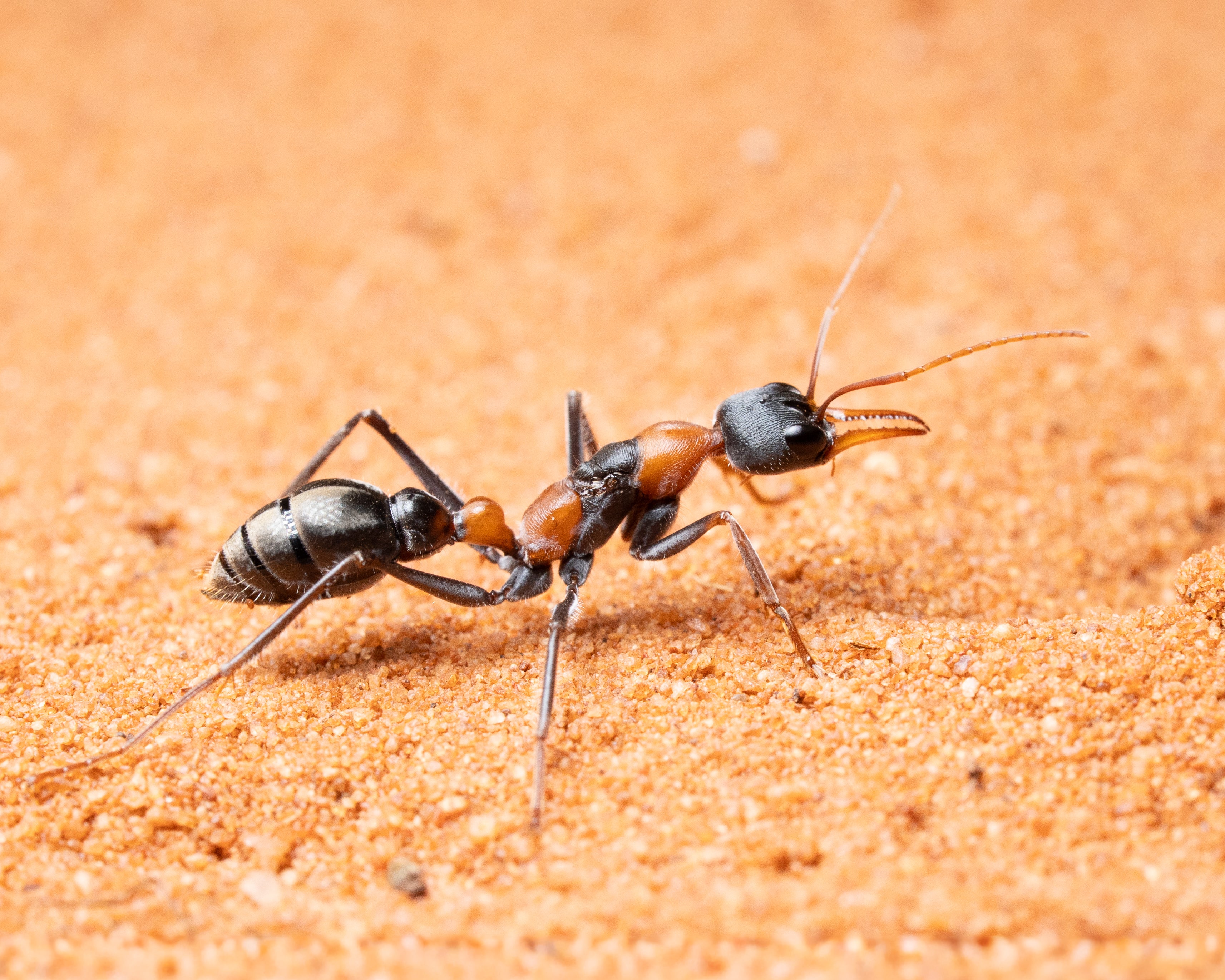 Myrmecia Nigrocincta (1-5 Workers)